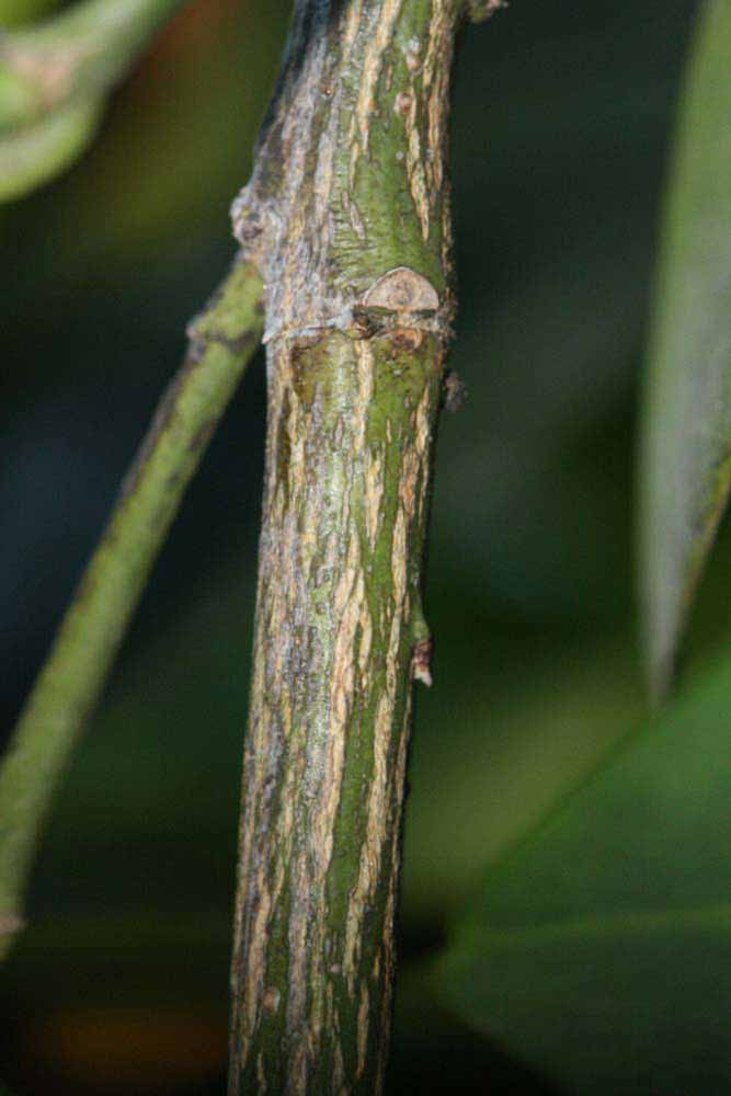              Second - third year twig (Riverside, CA)       